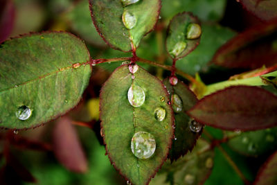 Close-up of wet plant