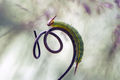 Close up of caterpillars