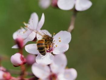 Close-up of insects pollinating on flower