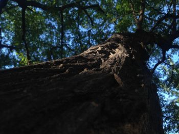 Low angle view of tree against sky