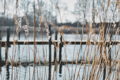 Close-up of frozen plants against lake