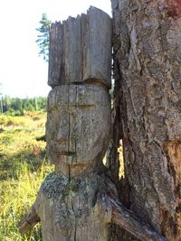 View of tree trunk