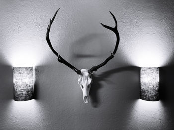 View of deer hanging on wall