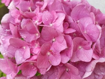 Close-up of wet pink flowers