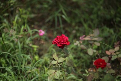 Close-up of red flowering plant on field