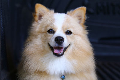 Close-up portrait of dog