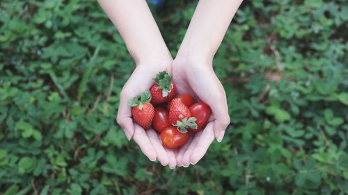 Close-up of hand holding red berries on tree