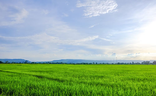 Scenic view of agricultural field against sky