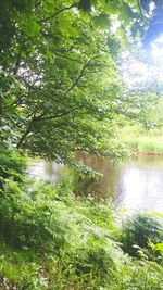 View of trees in the forest