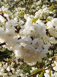 Close-up of white flowers on branch