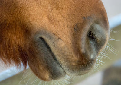 Close-up of a rabbit