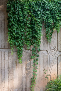 Ivy growing on wall of old building