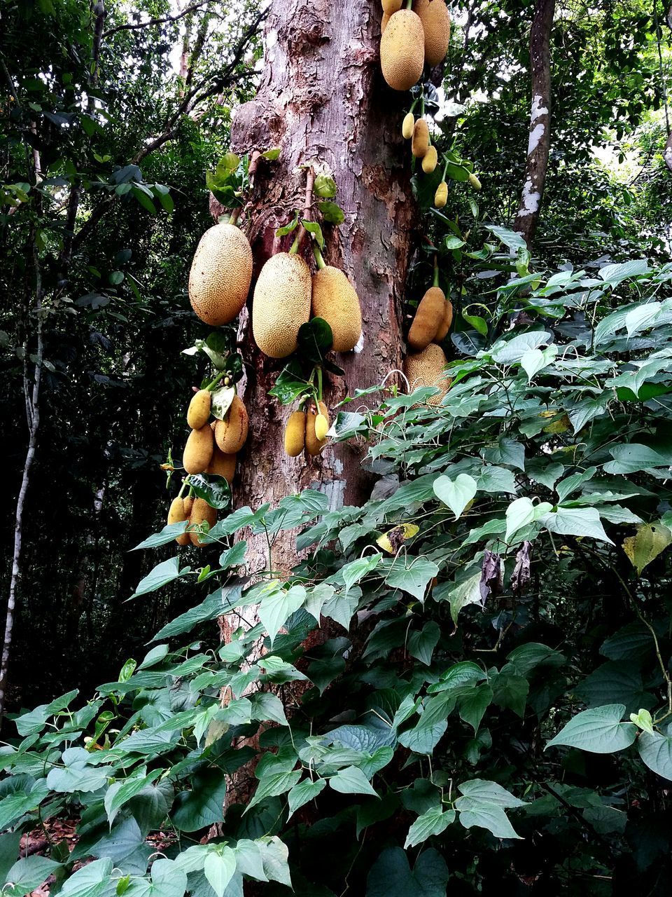 LOW ANGLE VIEW OF MUSHROOMS GROWING ON TREE AT FOREST