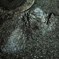 Reflection of trees in puddle