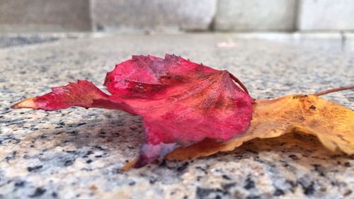 Close-up of red maple leaf