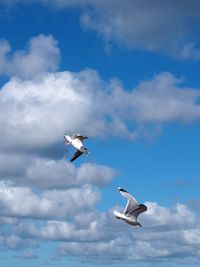 Low angle view of seagull flying in sky