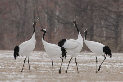 White birds perching on land during winter