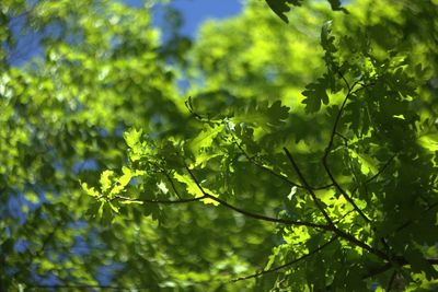 Close-up of leaves on tree