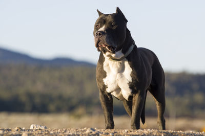 Low angle view of staffordshire bull terrier standing on field