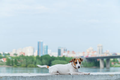 Dog in a city