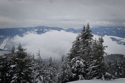 Pine trees on snow covered mountain against sky