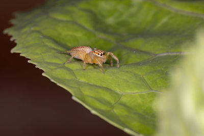 Close-up of insect on leaf