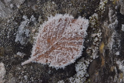 Close-up of frozen plant on land