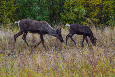 Side view of mother deer and fawn on field