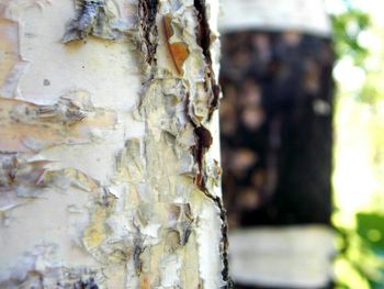 Close-up of tree trunk