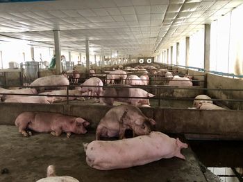 View of sheep in pen