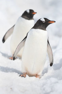 Close-up of penguin on snow