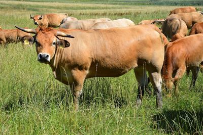 Cows on field