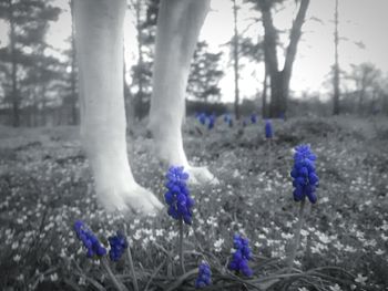 Plant growing on field