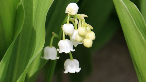 Close-up of white flowering plant