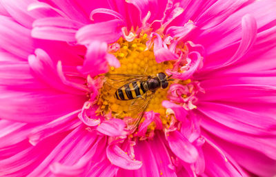 Macro shot of yellow flower