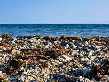 Scenic view of sea against clear sky