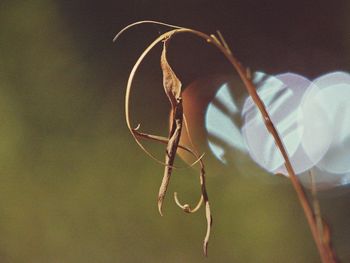 Close-up view of leaf