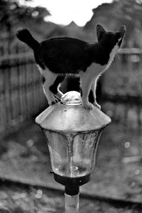 Close-up of a cat drinking water