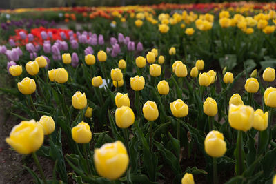 Close-up of yellow tulips