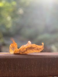 Close-up of bread on wooden table
