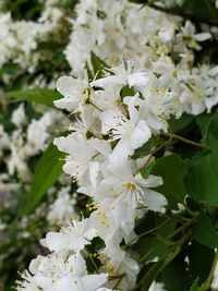 Close-up of white cherry blossoms