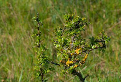 Close-up of flowering plant on field