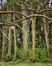 Trees in forest