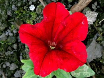 Close-up of red hibiscus blooming outdoors