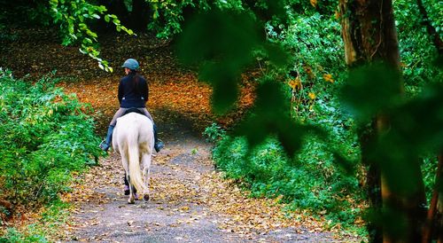 Rear view of man riding horse in forest