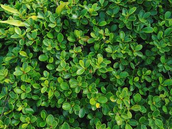 Full frame shot of plants growing on field