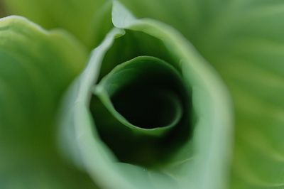 Close-up of succulent plant