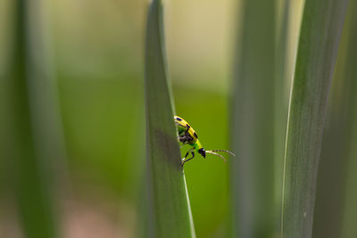 Close-up of insect on leaf