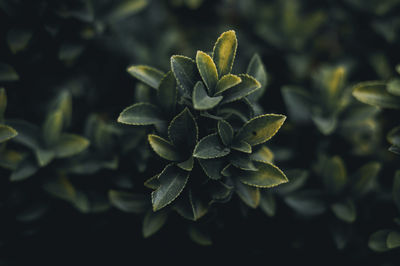 High angle view of plant