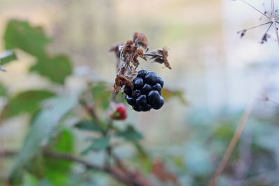 Close-up of berries growing on plant